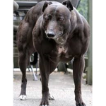 Dauntless Dogs