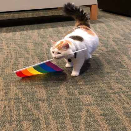 cat with gay flag :D Roblox decal