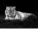 Tigers_ForLife