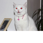 The cats of massacre