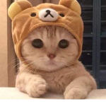 kitty fan club join if cool 44324