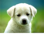 quit animal abusing