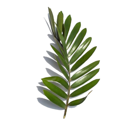 [IKO] transparent plant Roblox decal
