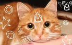 Les chaton laver