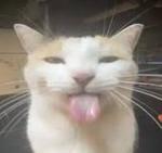 Fad's Obbiest