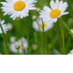 The Daisy’s of the garden