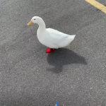 DUCKY ARMY >:D