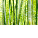 lucky bamboo