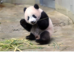 I LOVE Panda!