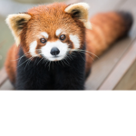 red panda fan group
