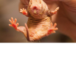 Darthmolerat