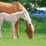 Horse worlds