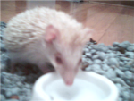 La Hedgehog