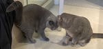 CATS RULE1000