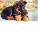 {+:_~\Fluff Pups\~_:+}