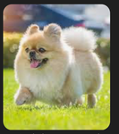 Steal a dog