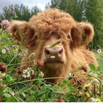 Cowzzzz