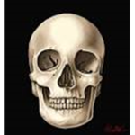 Skullz Offical Group