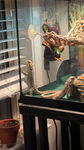 Bearded Dragon Cult!