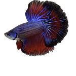 Beta_fishes