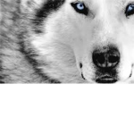 Akyra's Wolf Pack