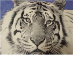 A TIGER IS A HUMANS BEST FRIEND