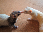 pluwtos