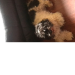 I love my dog a lot