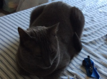 Cat club!?!?
