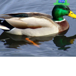 Duck army Officers
