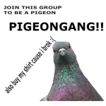 Pigeon GANG!!!!!!!!