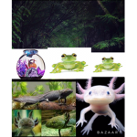 Axolotl,frogs,goldfish clan