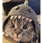 I LOVE CATS IF U DONT I DONT CARE.CAT.R.AWESOME.