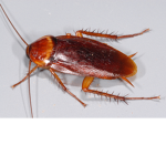 pinky.s roachessss