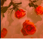 .little.oranges .