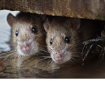 ratty the rats