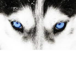 {[(RNHL)]} Detroit Huskies