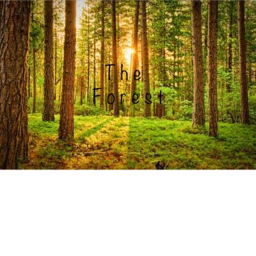 The Forest