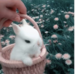 bunniesss!