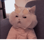 The_dotts