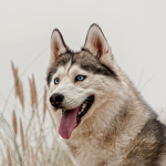 The fox and husky club