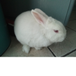 Chiara and bunny