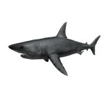 Shark Pet