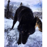 ~Anime Wolves~