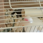 Hamsters rule bahahaha