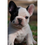 Frenchie hangout group!