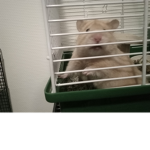 Spion hamster