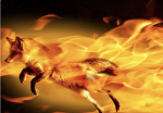 The ultimate fox