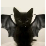 ! fiery kitten