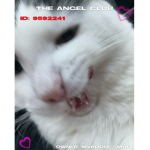 maddie’s angels !!